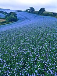 Flax fields in June