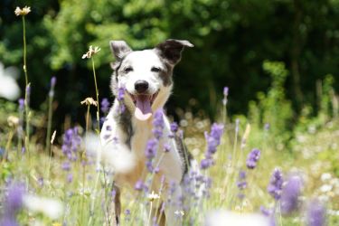 Dogs welcome