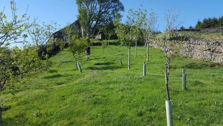 Garden, looking back up to the cottage.  Plenty of space!