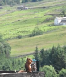 Our resident reds can often be seen from the kitchen window