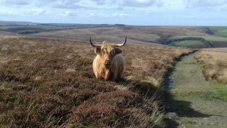 Highland Cattle on Exmoor