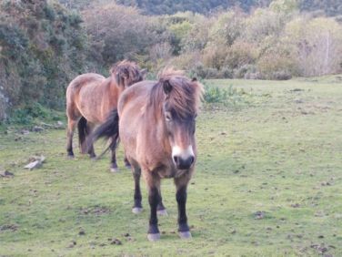 Exmoor ponies
