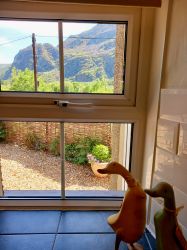 2 little ducks! View from kitchen window.