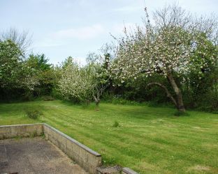 Fruit trees in bloom
