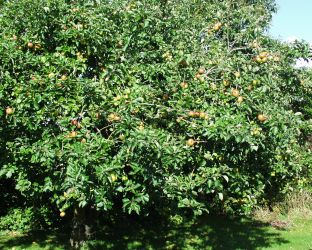 Bumper apple crop 2023