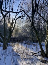 Icy reedbed in winter