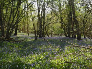 Bluebell wood a few hundred yards from the door