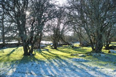 Spot the fallow deer stag? (clue: dead centre of photo!)