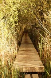 The boardwalk....