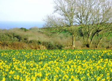 Daffodils in the neighbouring fields