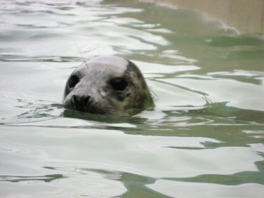 Lots of seals and dolphins around the coast here