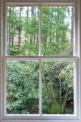 Woodland view from Manesty Dairy's open plan living area