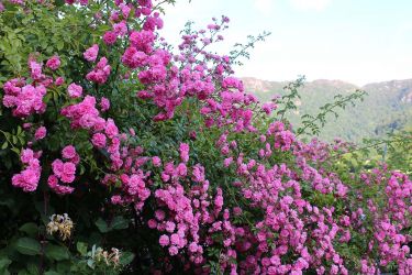 Summer roses at Manesty