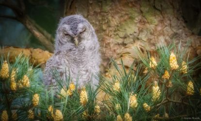 Tawny owlet in wood behind Manesty by guest, M Woods
