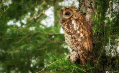Tawny owl in wood behind Manesty, by guest, M Woods