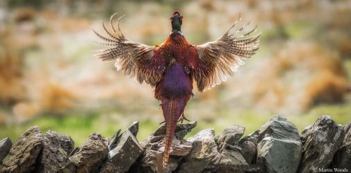 Pheasant displaying on Manesty's garden wall, by M Woods, guest