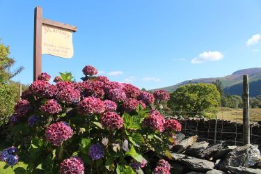 Hydrangea against the garden wall