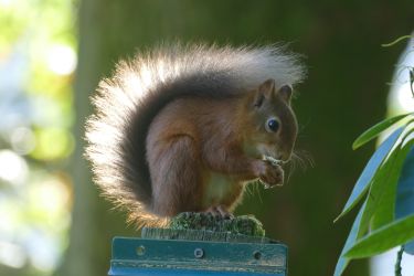 Red squirrel on feeder by guest R Burford