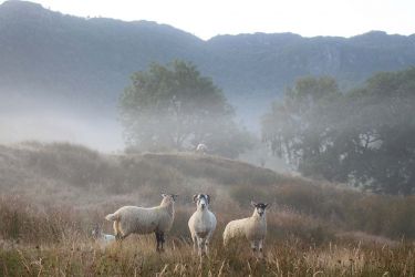 Our neighbours on an early misty summer's morning