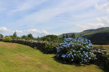 Hydrangeas on Manesty Band's lawn
