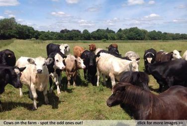 Kingfisher Cottage, Burgate Manor Farm