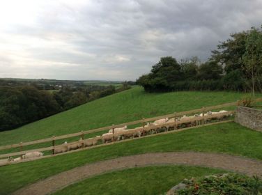 Sheep at the garden fence