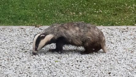Badgers Holt