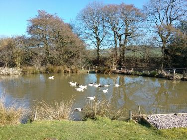 Our ducks are enjoying this beautiful spring day.