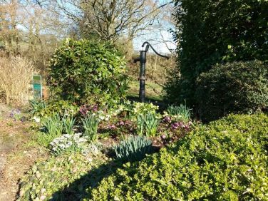 Our glorious hellebores tell us that once again spring is here.