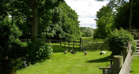 Just a few of our wonderful ducks who make all our guests feel welcome..