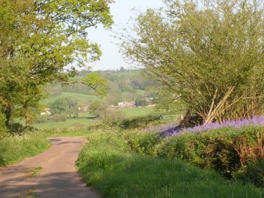 Bluebells growing in a nearby lane