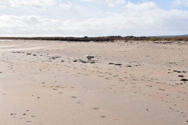 Dornoch beach