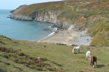 Porthmelgan near Whitesands with Pembrokeshire ponies