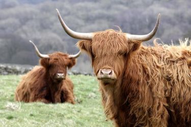 The owner's herd of Highland Cattle are very friendly and prove a great hit with the guests.