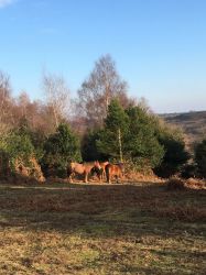 Deluxe Shepherd&rsquo;s Hut