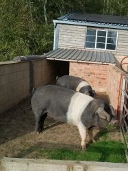 Dot and Daisy, our two pet saddleback pigs
