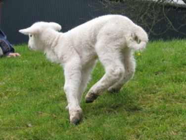 Spring lamb!