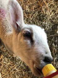 Between Easter and May half  term we bottle feed some lambs!