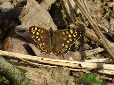 Careful where you walk in the woodlands - the butterflies can be well hidden!