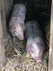 Ruby and Rose our Welsh Whites nestle in the straw.