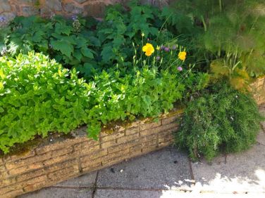 Guests are welcome to use herbs from our herb garden