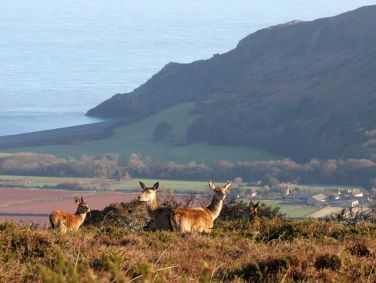Red deer on Porlock Hill