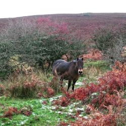 Beautiful Exmoor pony on Porlock Hill