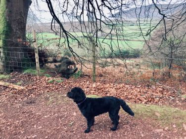 Woodland footpath to Porlock Weir -one of our favourite dog walks