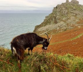 Wild goats in the Valley of the Rocks -spectacular place to visit