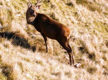 Haven for wildlife