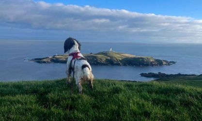 Dog friendly holidays - walk up to the headland from the cottages