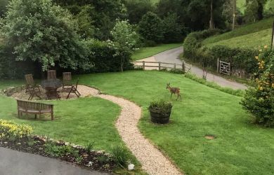 A deer walks into the garden