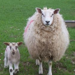 Ewe and lamb looking at ewe!