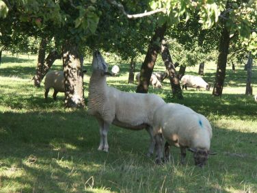 Cider Barrel Cottage